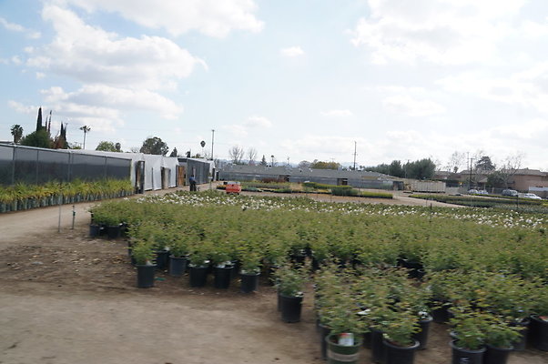 Green.Thumb.Growing.Canoga.P.47
