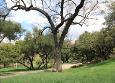 Canyon.Ranch.Trees.Grass.Forest02