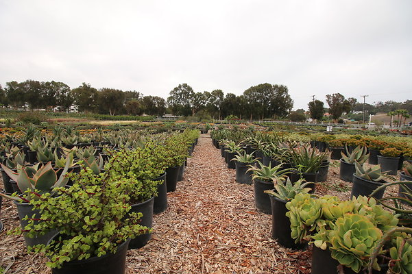 Pacific.View.Nursery.Malibu.36