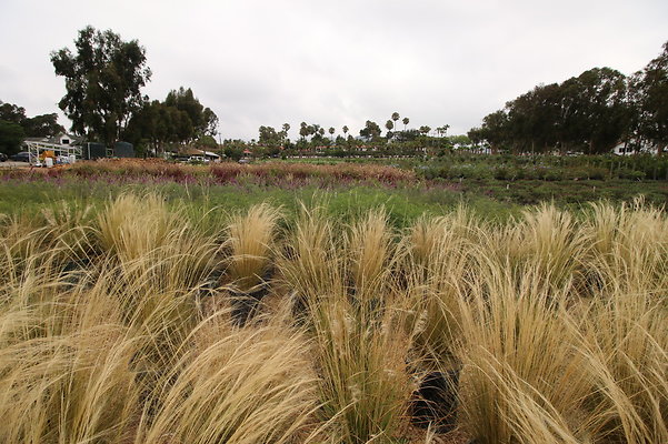 Pacific.View.Nursery.Malibu.38