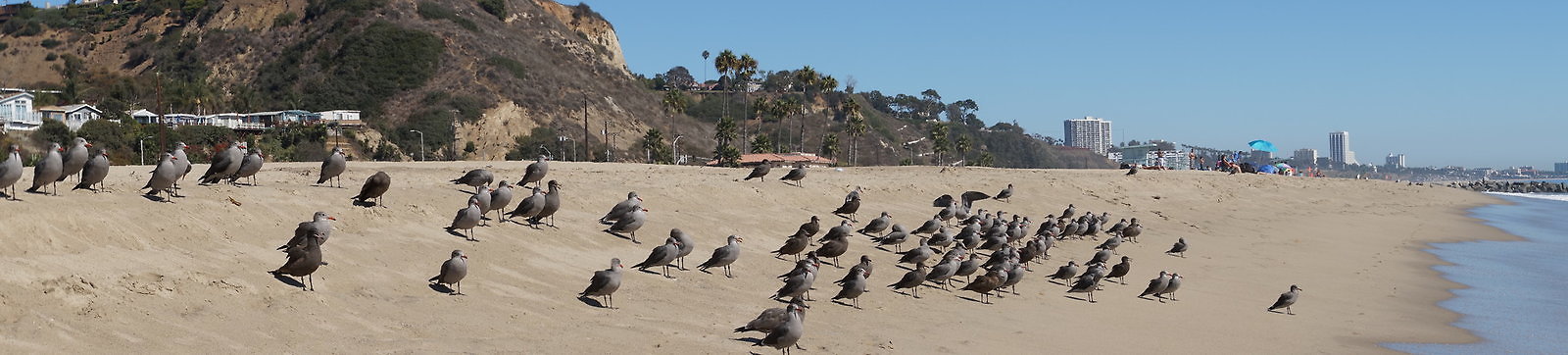 WIll Rogers.Beach.Towers.6.To.7.10