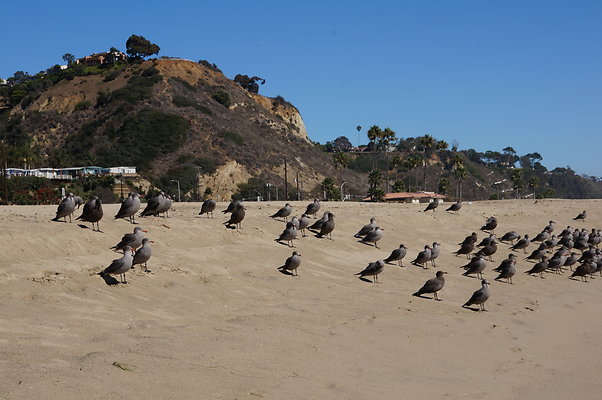 WIll Rogers.Beach.Towers.6.To.7.06