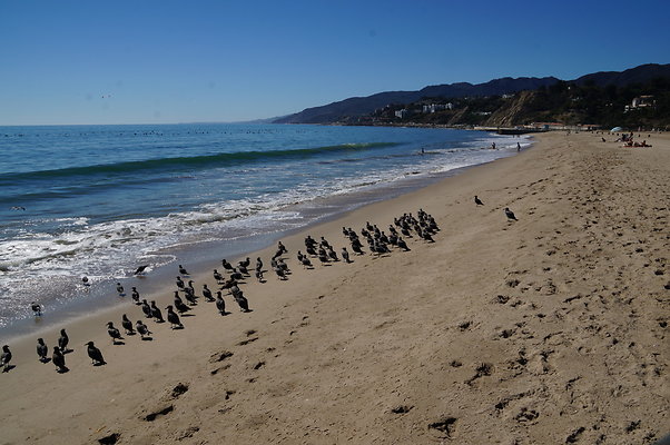 WIll Rogers.Beach.Towers.6.To.7.26a