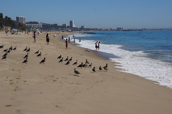 WIll Rogers.Beach.Towers.5.To.6.16