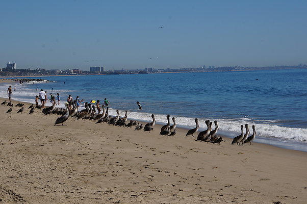 WIll Rogers.Beach.Towers.5.To.6.08