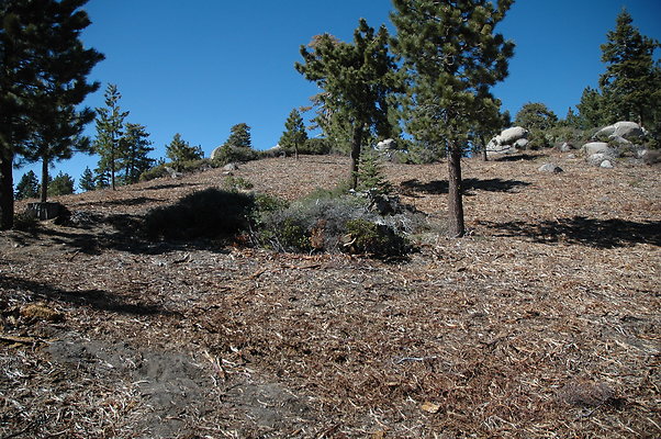 DSC 0101