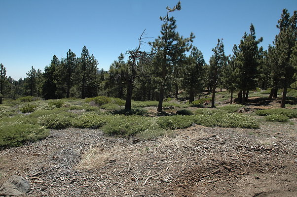DSC 0025