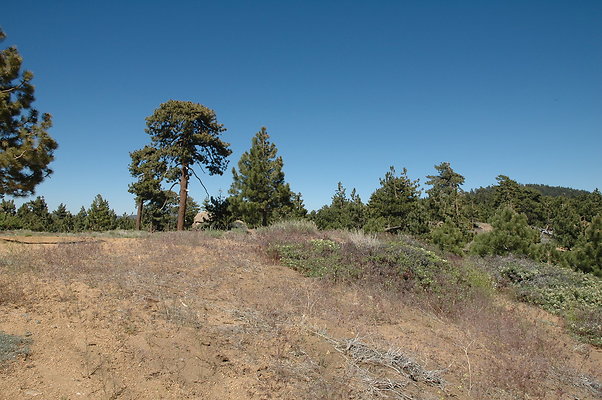 DSC 0052