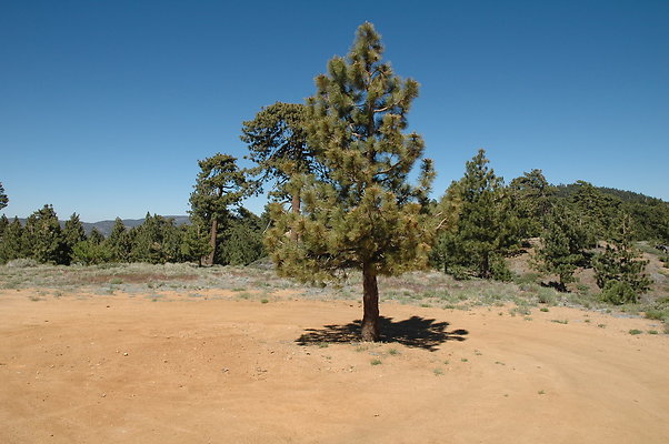 DSC 0039
