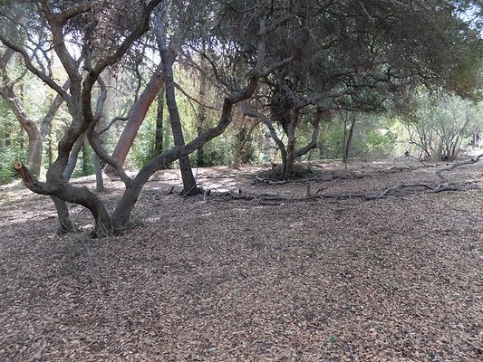 Descanso.Cali.Forest.65