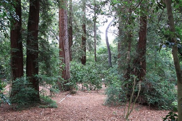 Descanso.Redwoods.07