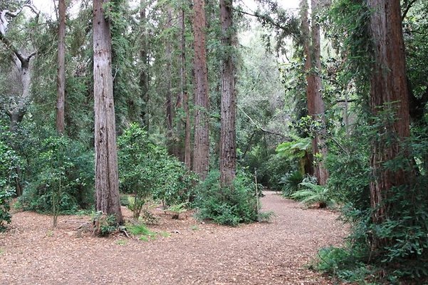 Descanso.Redwoods.06