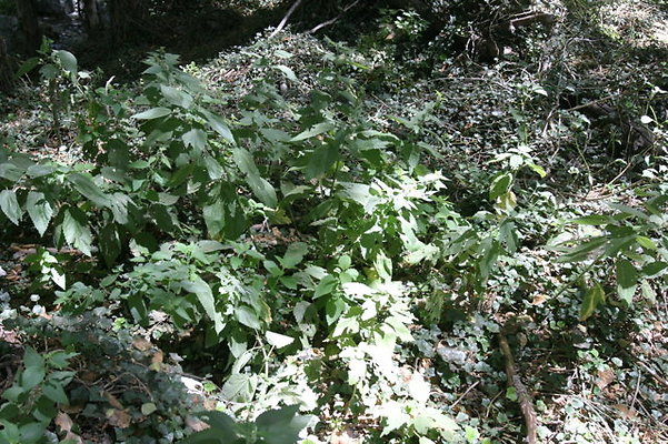 IMG 2790