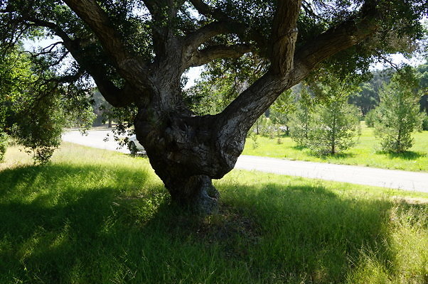 GO.Heil.Cyn.Ravine.19