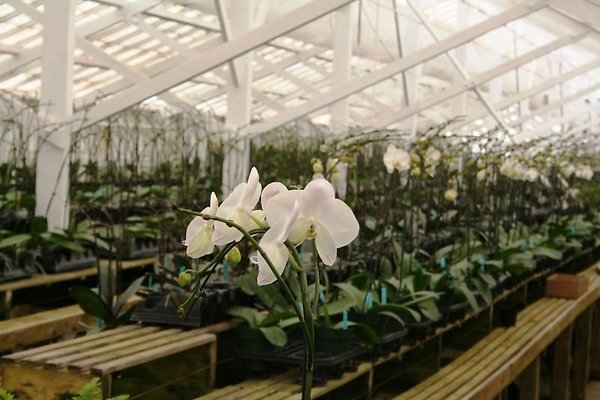 Greenhouse.4630.Malibu Locations.Zuma Orchids16