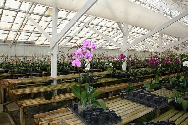 Greenhouse.4630.Malibu Locations.Zuma Orchids06