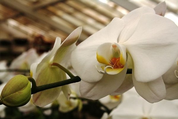 Greenhouse.4630.Malibu Locations.Zuma Orchids09
