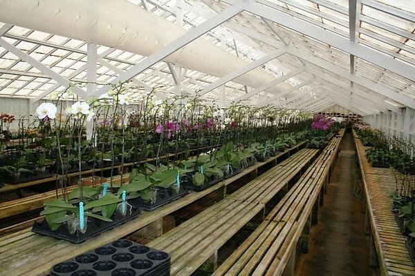 Greenhouse.4630.Malibu Locations.Zuma Orchids03
