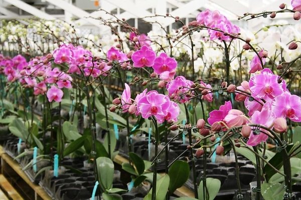 Greenhouse.4630.Malibu Locations.Zuma Orchids22