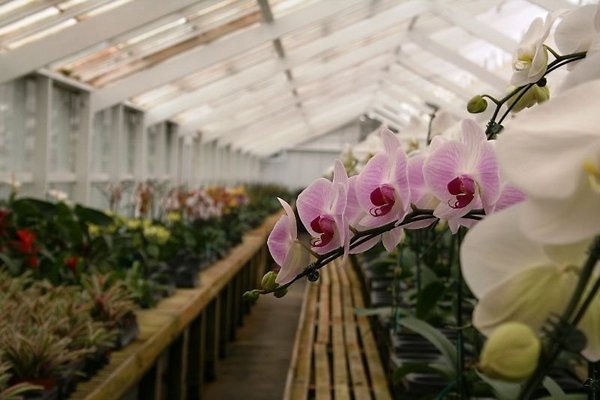 Greenhouse.4630.Malibu Locations.Zuma Orchids10