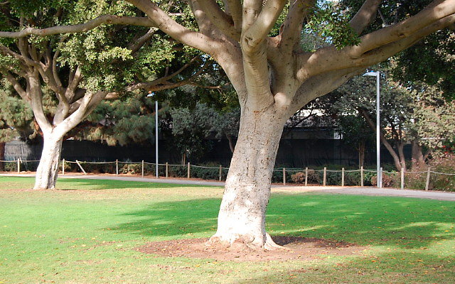 DSC 0262