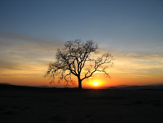 Joughin Money Tree;Sunset; TS