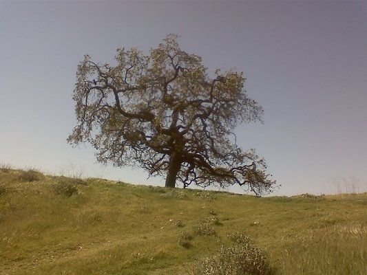 Joughin Ranch; Money Tree