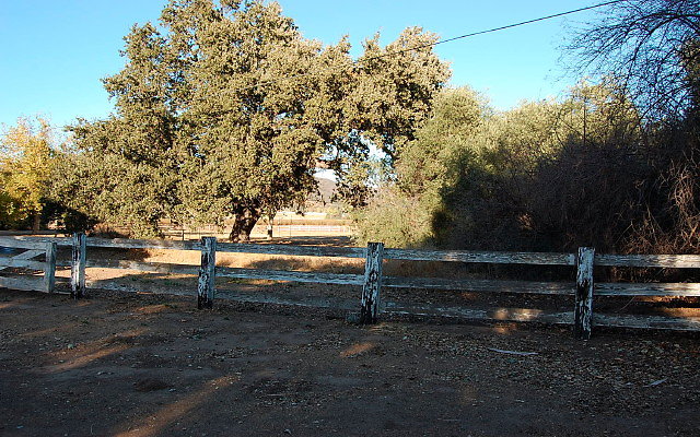 DSC 0251