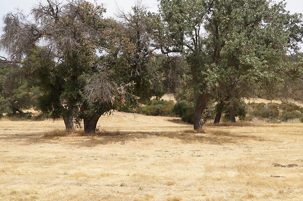 VF.Cabin.Meadow.16