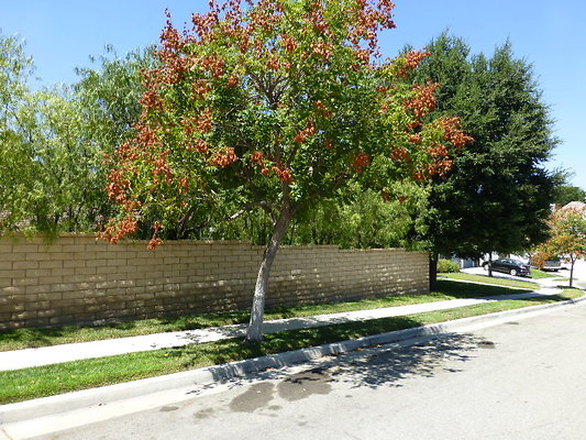P1100132