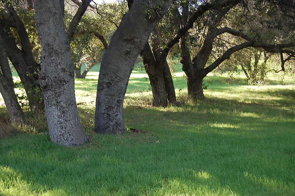 Ventura Farms.Trees.China Flats Base Camp
