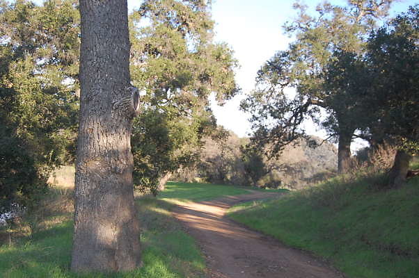 Ventura Farms.Road From Pond To China Flats