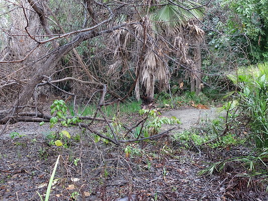 LA.Arboretum.Swamp.Forest.63
