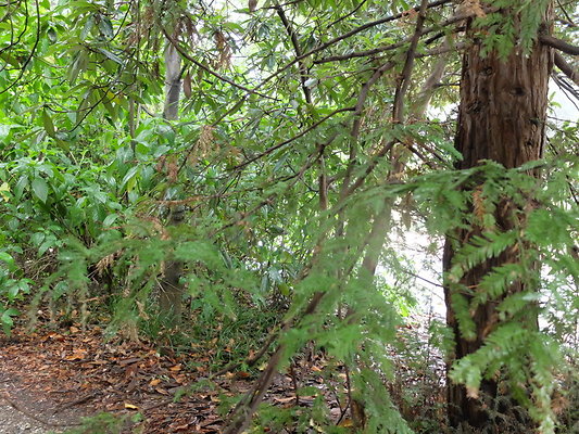 LA.Arboretum.Swamp.Forest.105