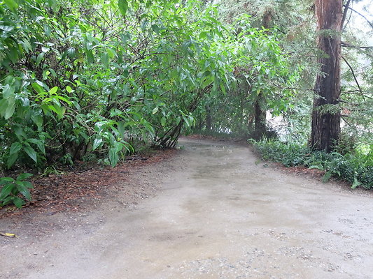 LA.Arboretum.Swamp.Forest.101