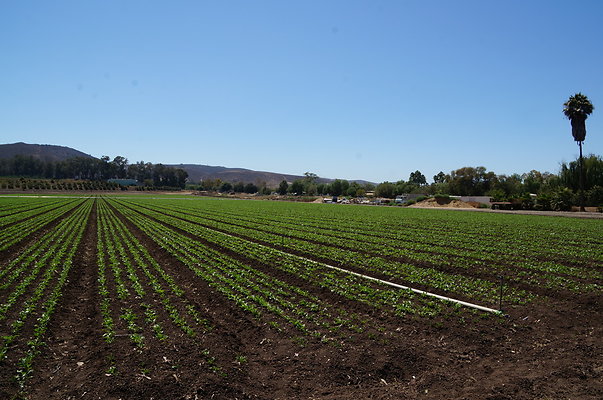 Underwood Farms.Parsley.Field.Road07