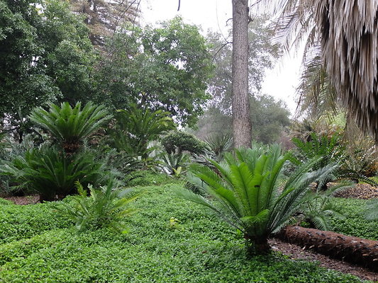 LA.Arboretum.Swamp.Forest.27