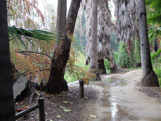 LA.Arboretum.Swamp.Forest.38