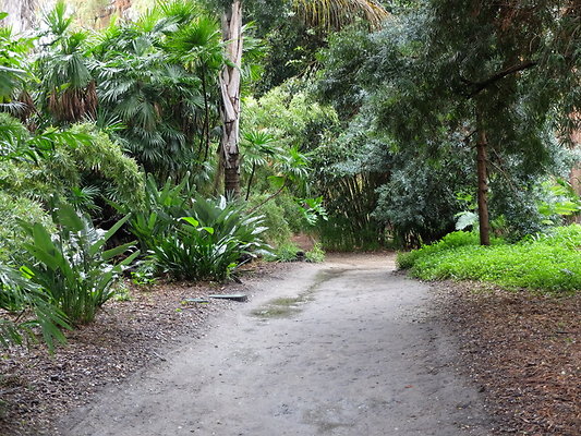 LA.Arboretum.Swamp.Forest.44