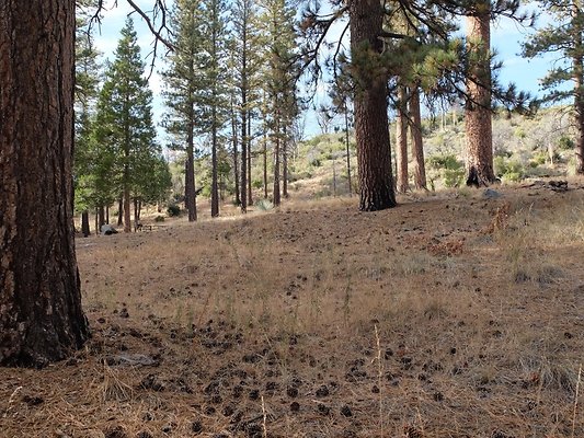 Charlton.Flats.USFS.217