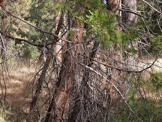 Charlton.Flats.USFS.209