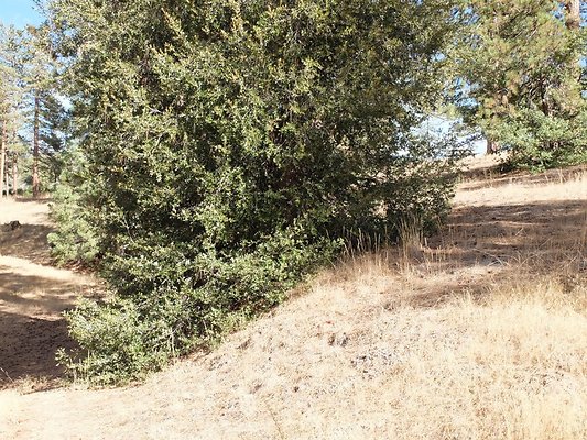 Charlton.Flats.USFS.101