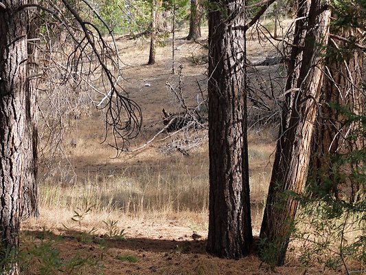 Charlton.Flats.USFS.211