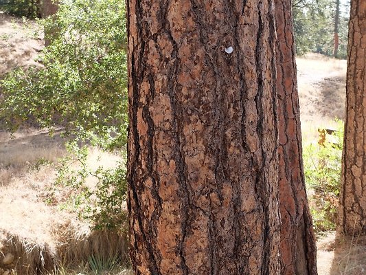 Charlton.Flats.USFS.87