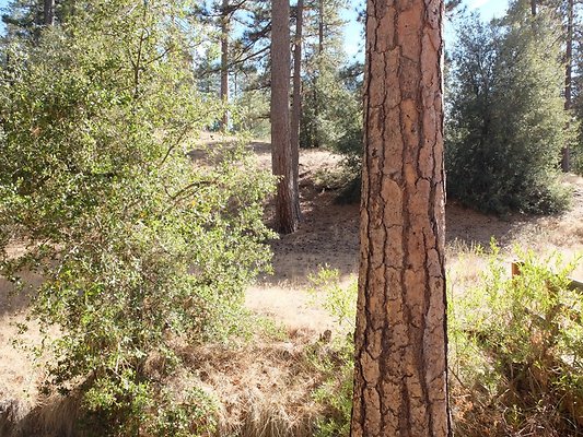 Charlton.Flats.USFS.92