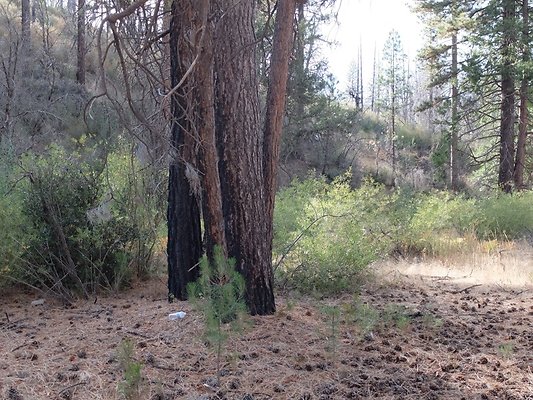 Charlton.Flats.USFS.185