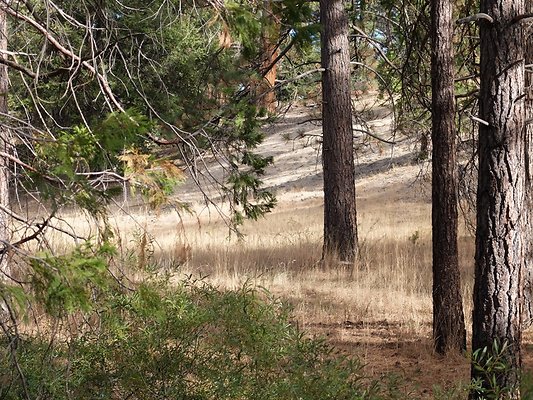 Charlton.Flats.USFS.210