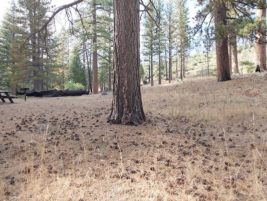 Charlton.Flats.USFS.213