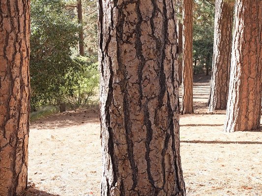 Charlton.Flats.USFS.89