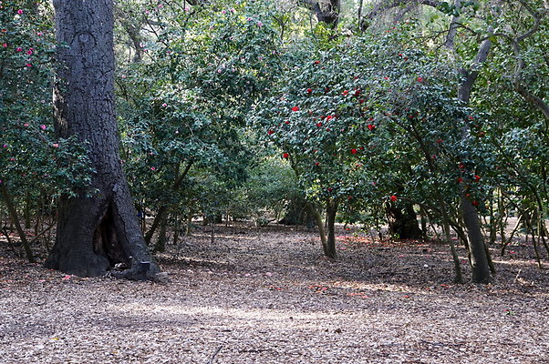 Camillia.Oak.Forest.95